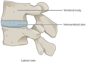 limited mobility human intervertebral disc joint from  BC Open Textbooks
